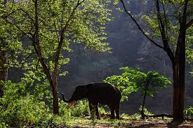 Pengaruhnya Penanaman Pohon Di Hutan Sebagai Penanda Batasan Gajah Dan Manusia